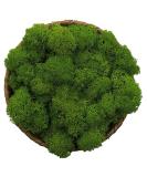 Moss Preserved, Green Moss for Fairy Gardens, Terrariums, Any Craft or Floral Project or Wedding Other Arts (Green, 3OZ) Green 3OZ - Buy Online on GoSupps.com