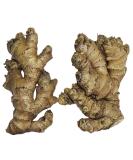 Live 10 Rhizomes of Edible Ginger Roots Zingiber Zingiber Officinale for Growing - Buy Online on GoSupps.com