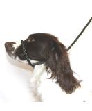 Dog & Field Figure 8 Anti-Pull Lead/Halter - Olive Green - Buy Online on GoSupps.com