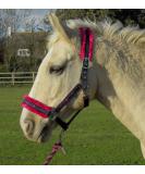 Rhinegold Crystal Star Headcollar & Rope Set Pony Navy/Pink - Buy Online on GoSupps.com