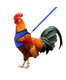 Molain Adjustable Chicken Harness & Leash - Comfortable Vest for Ducks & Hens (2-11 lbs) - Breathable Mesh Training Gear (Blue) - Buy Online on GoSupps.com