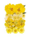 Natural Dried Mini Rose Hydrangea Daisy Mixed Multi-Color Pressed Flowers for DIY Art Craft Resin Nail Art - Yellow - Buy Online on GoSupps.com