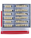 168 Pieces Complete Acrylic Resin False Teeth Denture Set - 6 Sets in A3 Shade for DIY or Halloween Costumes - Buy Online on GoSupps.com