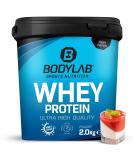 Buy Bodylab24 Whey Protein Powder Pannacotta 2kg | Premium Protein Supplement for Muscle Gain | International Shipping Available - Buy Online on GoSupps.com