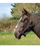 Shop Rhinegold Nylon Halter for Coldblood/Warmblood - Extra Large Black/Violet | International Shipping Available - Buy Online on GoSupps.com