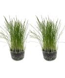 Catomwise Eco Cat Grass Kit x 2 | Organic Cat Grass Kit with PLA Bowls | Ideal for Indoor and Outdoor Cats - Buy Online on GoSupps.com