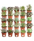 Costa Farms Mini Succulents 25-Pack - Fully Rooted Live Indoor Plants in Grower Pot, Green, 2 Inches Tall - Buy Online on GoSupps.com