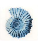 Caramel Apple Scented Glycerin Soap with Vintage Ocean Creatures | Spiral Shell | Luxurious International Shipping - Buy Online on GoSupps.com