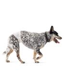 Amazon Basics Disposable Dog Diapers for Male Dogs - Medium Pack of 50 White | International Shipping Available - Buy Online on GoSupps.com