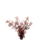 Buy Medium-Sized Dark Red biOrb Horn Corals | Aquarium Decoration Set M - Ship Worldwide - Buy Online on GoSupps.com