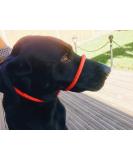 All-in-One Dog Headcollar Lead and Halter - Anti-Pull Solution (Red) - Buy Online on GoSupps.com