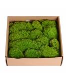 Preserved Moss Pole - 1.5 sq. Ft Decorative Moss for DIY Crafts and Wall Decor (Yellow Green) - Buy Online on GoSupps.com