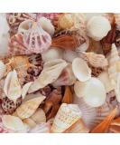 Beach Seashells Mix - Bag of Approx. 50 Seashells, Various Sizes up to 2 - Seashells1 - Buy Online on GoSupps.com
