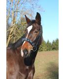 Buy Kerbl Leather VB Cavesson with Bit Strap - Exclusive Black Warmblood Tack for Optimal Performance - Buy Online on GoSupps.com