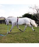 Pessoa Lunging System for Effective Horse Training - Buy Online on GoSupps.com