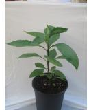Bitter Leaf Plant  Vernonia amygdalina. Great Herbal Medicinal Health Benefits And Nutritional Value. Rich In Vitamins. Fresh Leafy Greens Vegetable Used For Soup, Stew, Tea, Salad, Juice And Drinks. - Buy Online on GoSupps.com