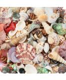 Weoxpr 200pcs Assorted Sea Shells for Fish Tank, Home Decor, Beach Theme Party, Candle Making, Wedding Decor - Natural Ocean Beach Seashells in Various Sizes for DIY Crafts - Buy Online on GoSupps.com