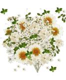 Nuanchu 81 Pcs White Dried Pressed Flowers & Leaves for Resin Jewelry, Scrapbooking & Art - Larkspur, Gypsophila - Floral Decorations - White - Buy Online on GoSupps.com