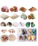 Hermit Crab Shells 17PCS (9 Types) Medium Small Growth Turbo Seashells 0.6-1.6 Inch Various Openning Size Natural - Buy Online on GoSupps.com