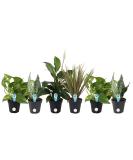 Costa Farms Assorted Foliage Clean Air House Plant Collection - 8 Tall - 6 Pack - Buy Online on GoSupps.com