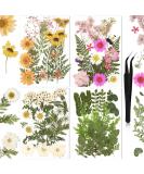 Nuanchu Pressed Flowers Resin Flowers for Resin Mold  Real Daisy Dried Flower Leaves Natural with Tweezers for Scrapbooking DIY Candle Accessories Jewelry Crafts Making (Fresh Style) Multi Color - Buy Online on GoSupps.com