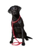 Durable Dog & Field Deluxe Gundog Slip Lead - Super Soft Braided Nylon for All Breeds - One Size, 4 Color Options (Red) - Buy Online on GoSupps.com