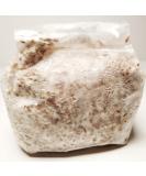 Blue Oyster Mushroom Grain Spawn - 1 lb. Ready to Use - Buy Online on GoSupps.com