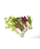 PondPlantsUK Mixed Amount of Tropical Aquatic Plants No Lead (25 Weighted Aquarium Plants (5 Bunches)) 25 Weighted Aquarium Plants ( 5 Bunches ) - Buy Online on GoSupps.com