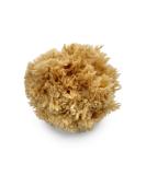 Premium Sea Wool Art Sponge: Professional Grade for Painting, Decorating, Texturing, and More - Buy Online on GoSupps.com