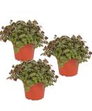 Petsnack Bio Callisia (Beautiful Pad) - 3 Pieces | Bioland Quality | 15-20 cm Pot | Synthetic Pesticide-Free | Ready to Use - Buy Online on GoSupps.com