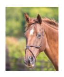 Shires Blenheim Mexican Noseband Havana Extra Full - Buy Online on GoSupps.com