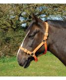 Rhinegold Nylon Halter Full Size - Vibrant Tangerine | Premium Equestrian Gear for International Shipping - Buy Online on GoSupps.com