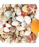 WEOXPR Mixed Sea Shells, 100+ Pcs Beach Seashells Starfish, Various Sizes Ocean Seashells for Fish Tank Vase Fillers, Beach Theme Party Wedding Decor, Candle Making, DIY Crafts, Home Decorations - Buy Online on GoSupps.com