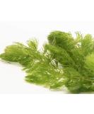Lincspplants 8X Live Floating Plants Hornwort Fast Growing Aquarium Plant - Buy Online on GoSupps.com