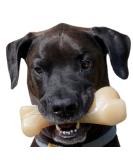 Nylabone Extreme Tough Dog Chew Toy Monster Beef Thigh Cleans Teeth Beef Flavour XXL for Dogs Over 23 kg package may vary - Buy Online on GoSupps.com