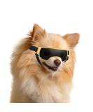 Buy UV Protection Mini Dog Sunglasses - Windproof Anti-Fog Gold - Perfect for Small Dogs - Buy Online on GoSupps.com