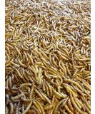 2KG Dried Mealworms for Wild Bird Food - direct deals 123 - Buy Online on GoSupps.com