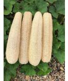 YEMTAL Natural Loofah Sponges Organic Luffa Bath Shower Sponge Exfoliating Body Back Scrubber for Men Women Adults SPA Beauty Bathing Daily Care - 4 PCS 4 Pack - Buy Online on GoSupps.com
