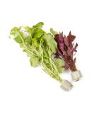 Lincspplants Mixed Amount of Tropical Aquatic Plants No Lead (10 Weighted Live Aquarium Plants (2 Bunches)) 10 Weighted Live Aquarium Plants ( 2 Bunches ) - Buy Online on GoSupps.com