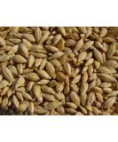 Joseph's Grainery Unhulled Barley 18 Lbs - Whole Grain, Non-GMO, Kosher Certified - Buy Online on GoSupps.com