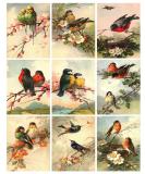 Catherine Klein Vintage Victorian Birds Collage Sheet 8.5 x 11" Bird Art for Scrapbooking, Card Making - Buy Online on GoSupps.com