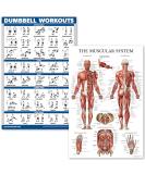 Quickfit Dumbbell Workout & Muscle Anatomy Poster Set - Laminated 18x27 Diagrams for Effective Exercise Routine - International Shipping Available - Buy Online on GoSupps.com