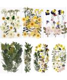 Bihrtc 100pcs Dried Flowers for Resin - Real Sunflowers, Chrysanthemums, Daisies - Colorful Pressed Flowers for Candle, Jewelry, Nail, Pendant Making - Buy Online on GoSupps.com