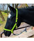 Horse Halter for Warmblood Thoroughbred & Cold Blood | Adjustable Tear-Resistant Safe - Light Green Stable & Pasture Use - Buy Online on GoSupps.com