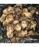GoronTula Fruits Azanza garckeana Snot Apple Fruits Silky Kola Fresh Juicy Fruit Varied Sizes (Silky) - Buy Online on GoSupps.com