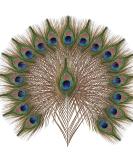 10pcs Multicolored Natural Peacock Feathers for DIY Crafts and Easter Decoration - 10-12 inch - Buy Online on GoSupps.com