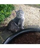 Mynwood Cat Jacket/Harness Black Denim Adult Cat black adult - Buy Online on GoSupps.com