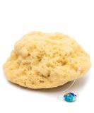 Natural Bathing Sponge - Tom & Pat Silk Sponge with Cord & Glass Trailer | Premium Quality Ideal Baby Sponge & DIY Natural Soap eBook - Buy Online on GoSupps.com