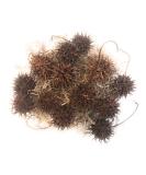 Buy Hand-Picked Generic Witch Burrs & Spanish Moss - Quality International Shipping - Buy Online on GoSupps.com