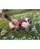Mynwood Cat Jacket/Harness Royal Stewart Tartan Adult Cat - Buy Online on GoSupps.com